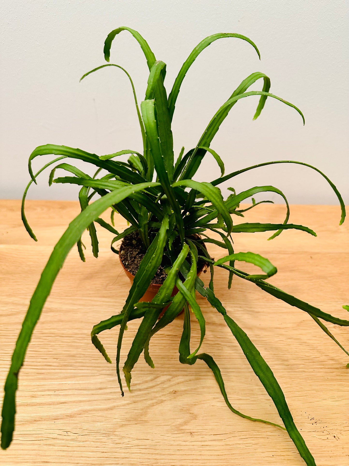 Lepismium Bolivianum