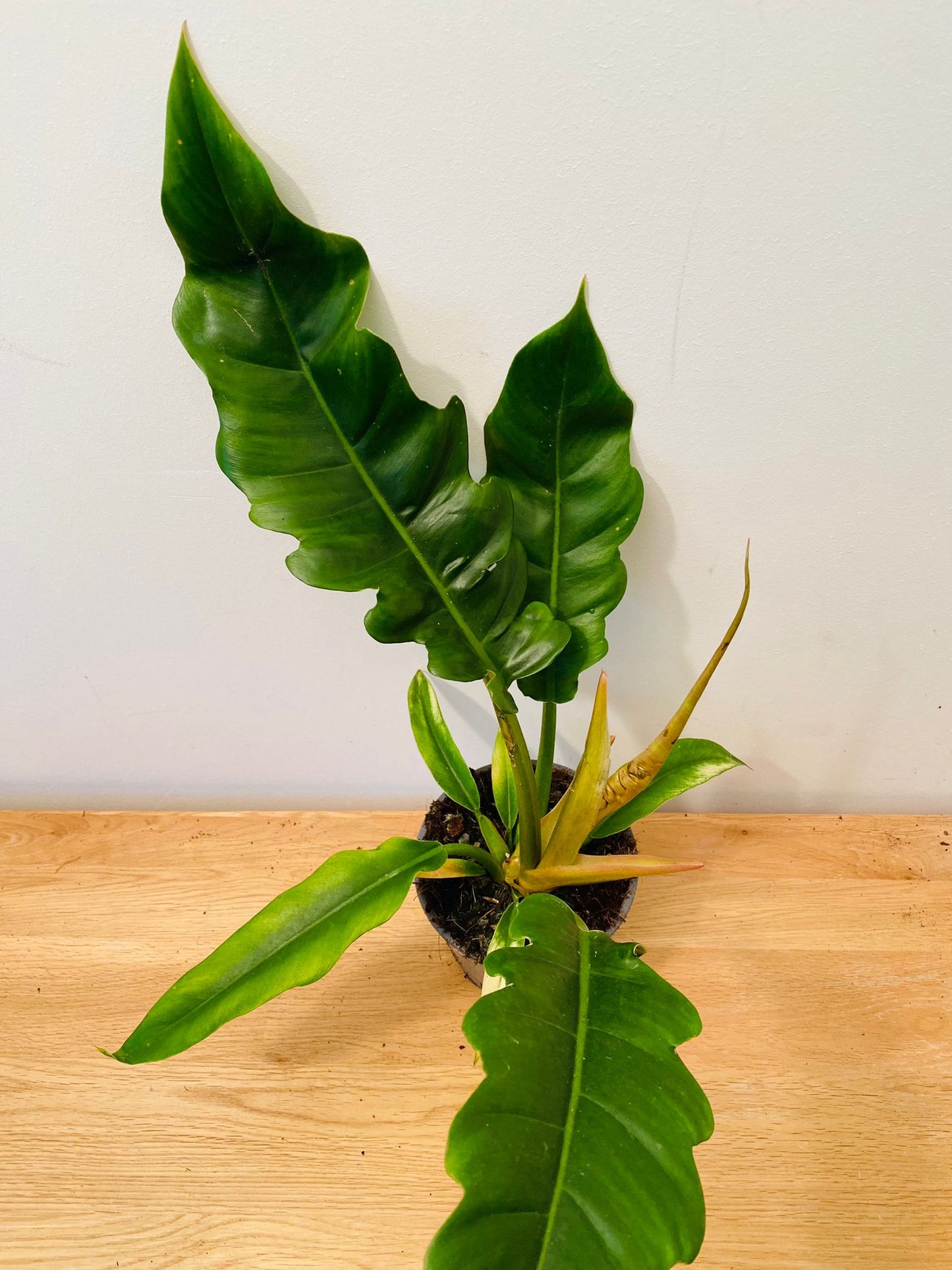 Philodendron Narrow Escape