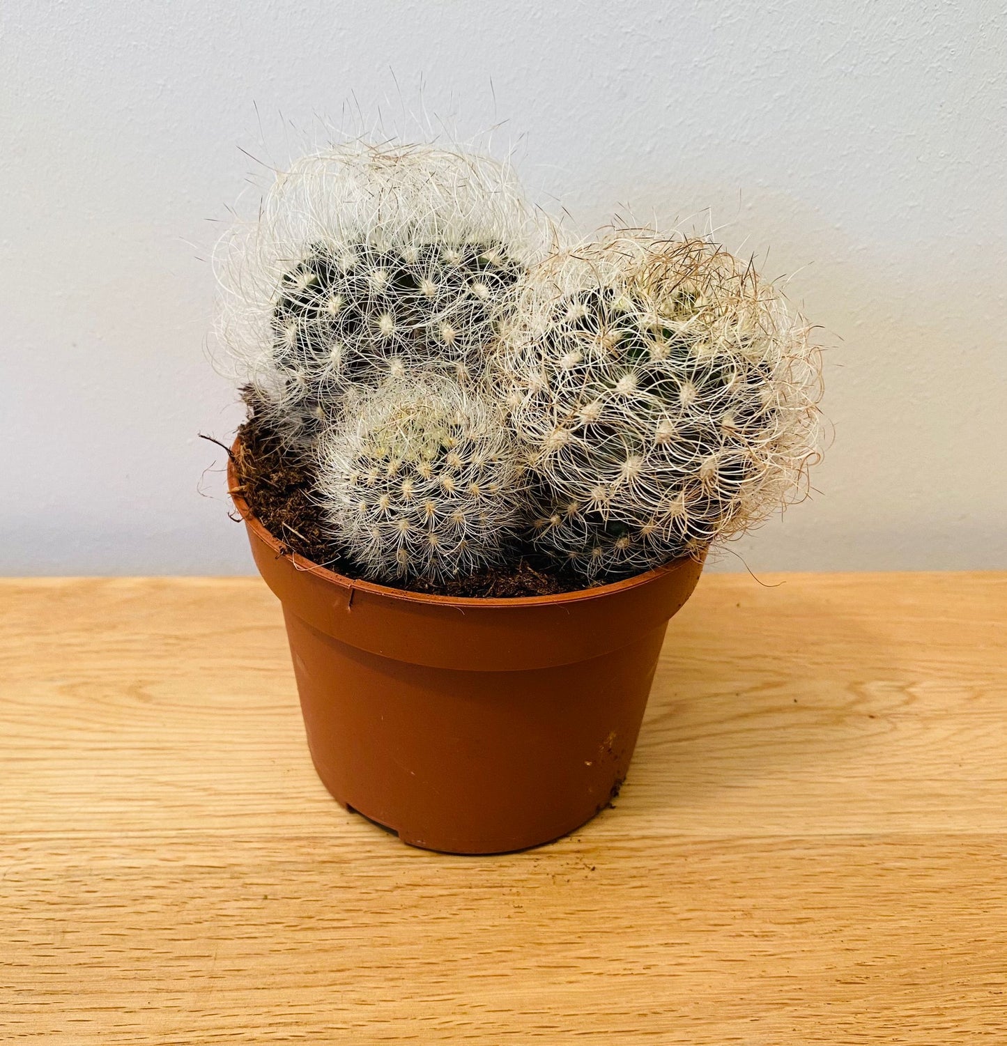 Neoporteria Nidus