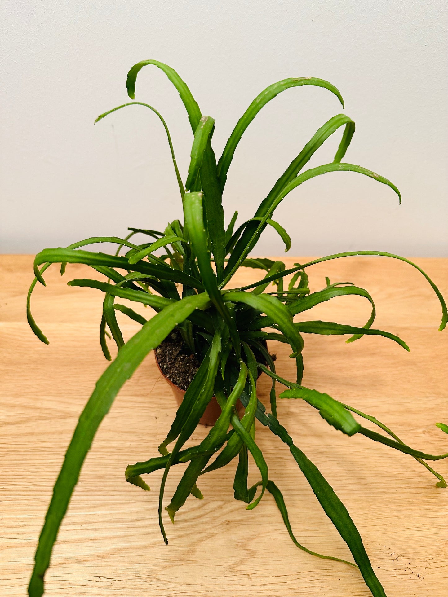 Lepismium Bolivianum