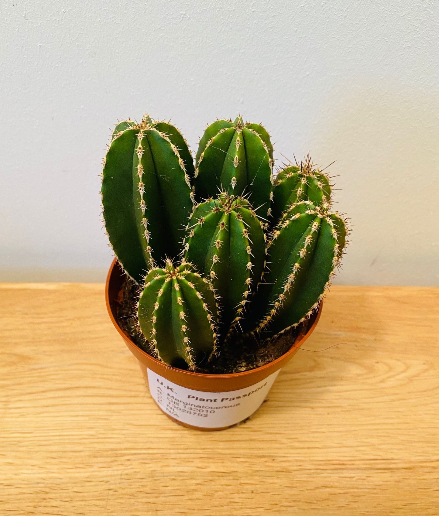 Pachycereus Marginatus