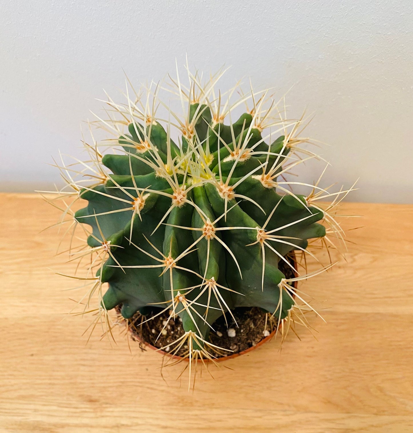Ferocactus Glaucescens