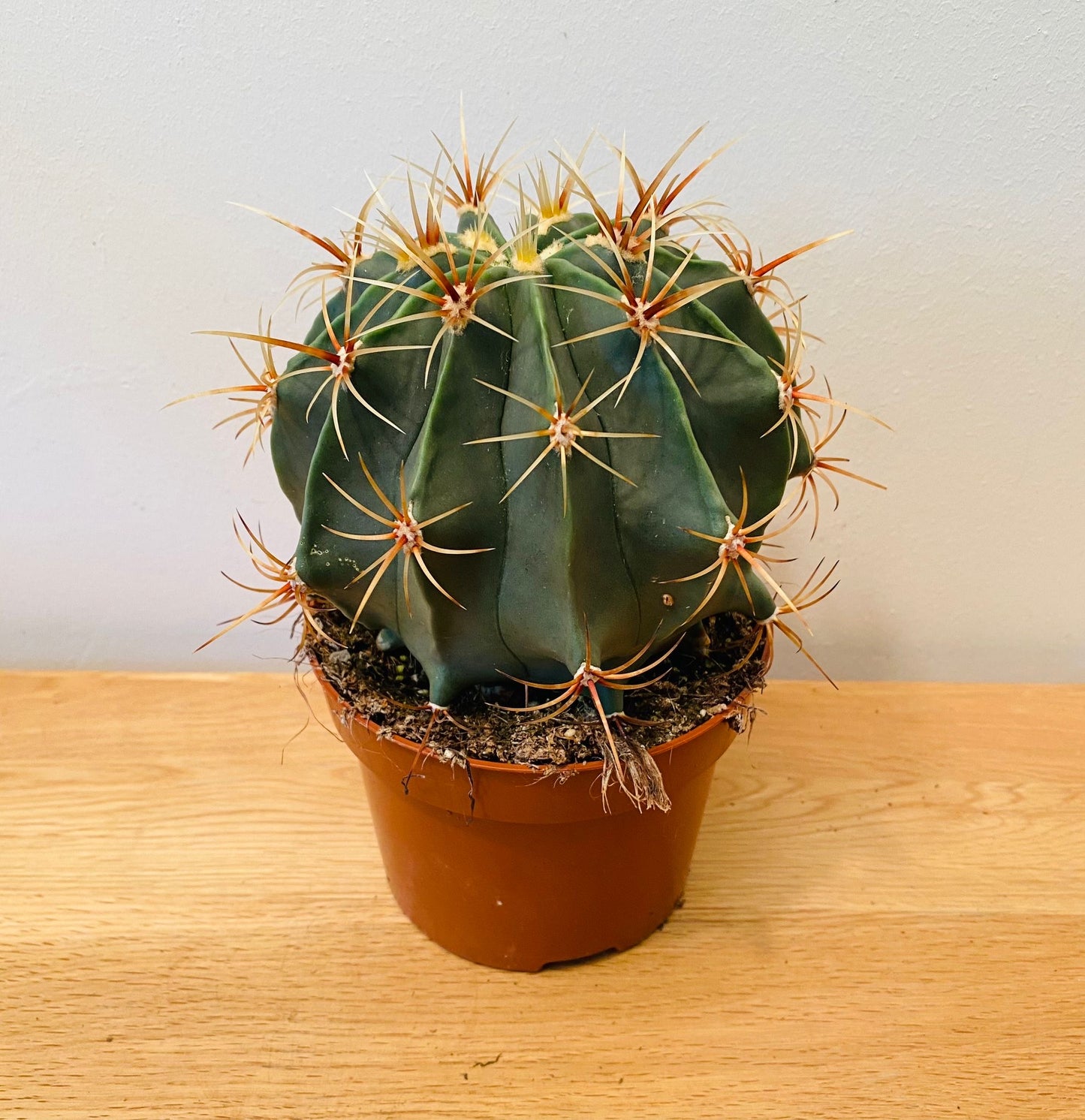 Ferocactus Electracanthus