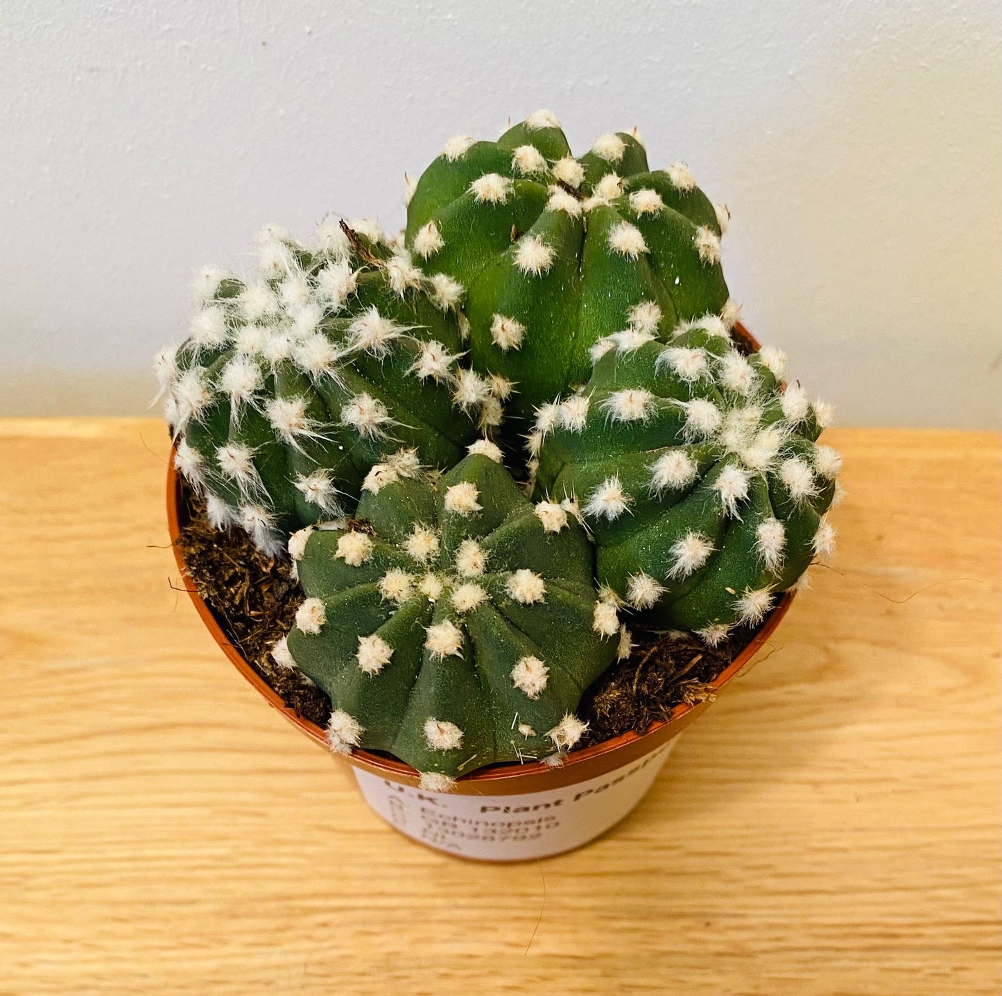 Echinopsis Multiplex