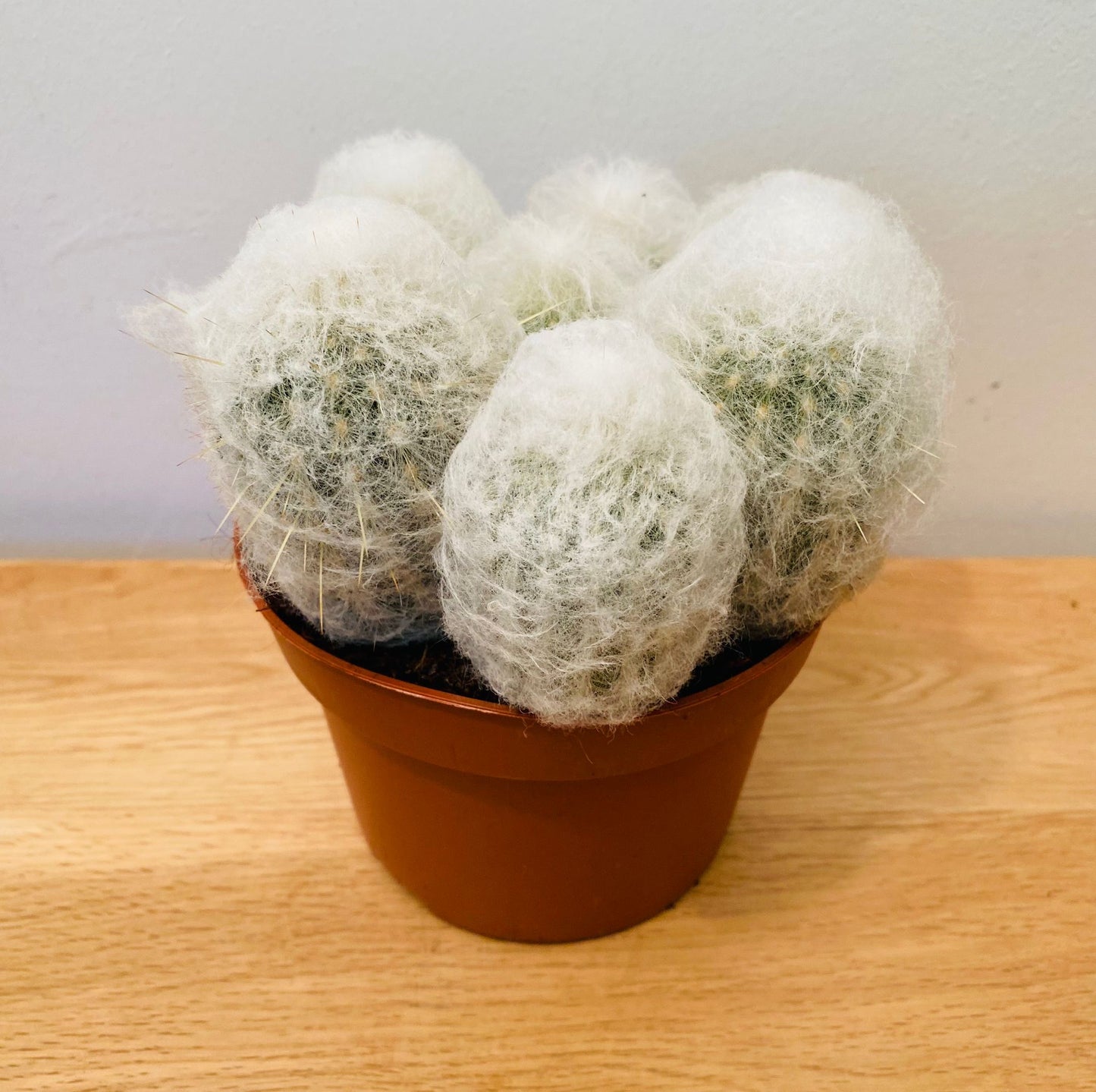 Espostoa Melanostele subs. Nana Cotton Ball Cactus