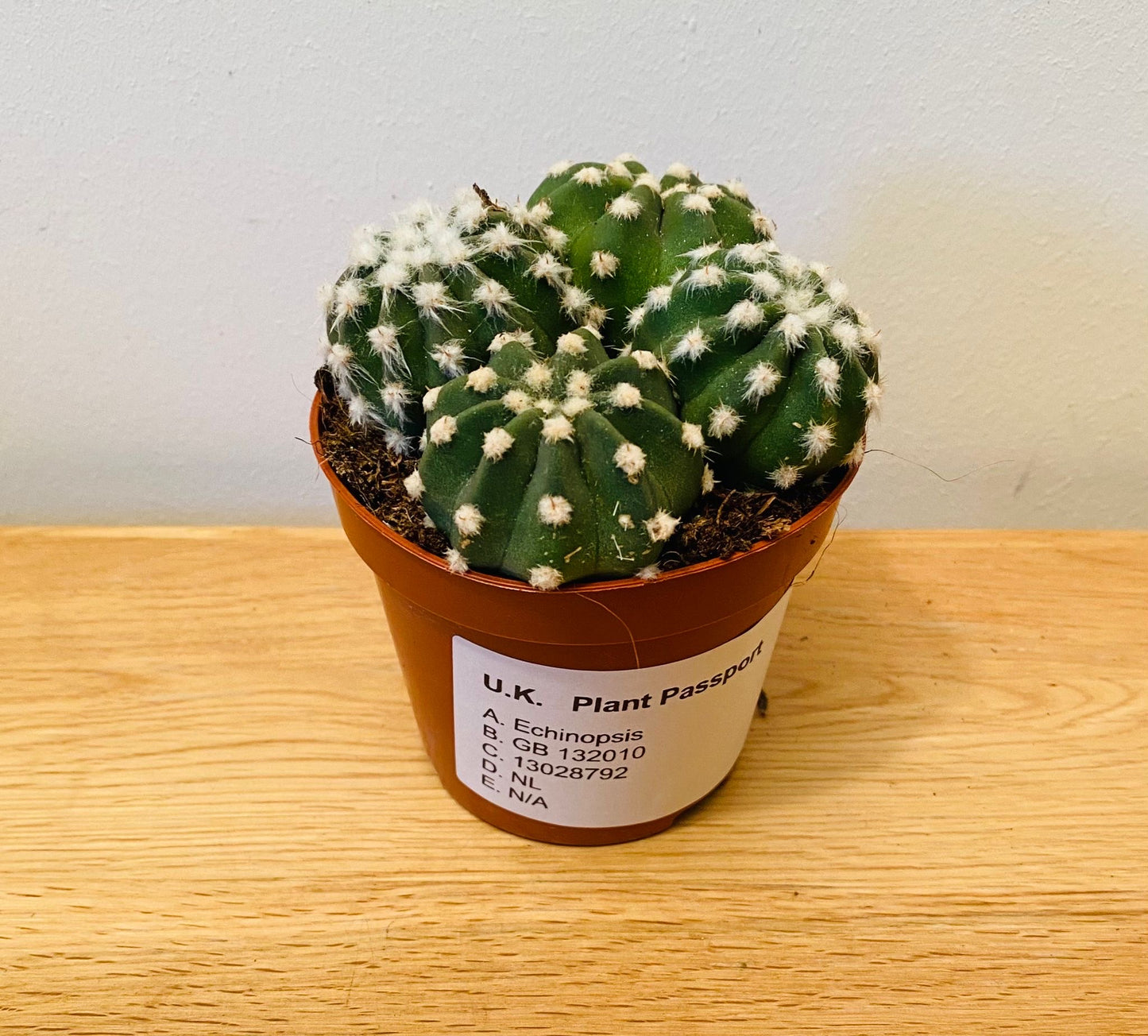 Echinopsis Multiplex