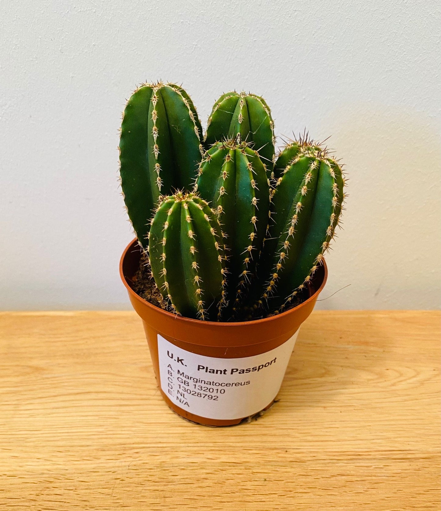 Pachycereus Marginatus