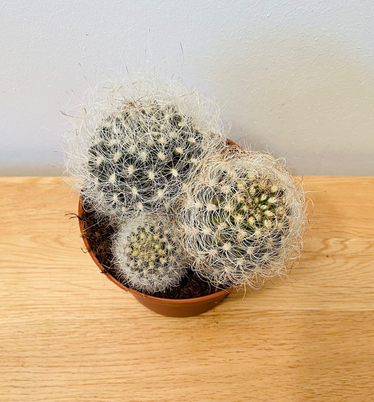 Neoporteria Nidus