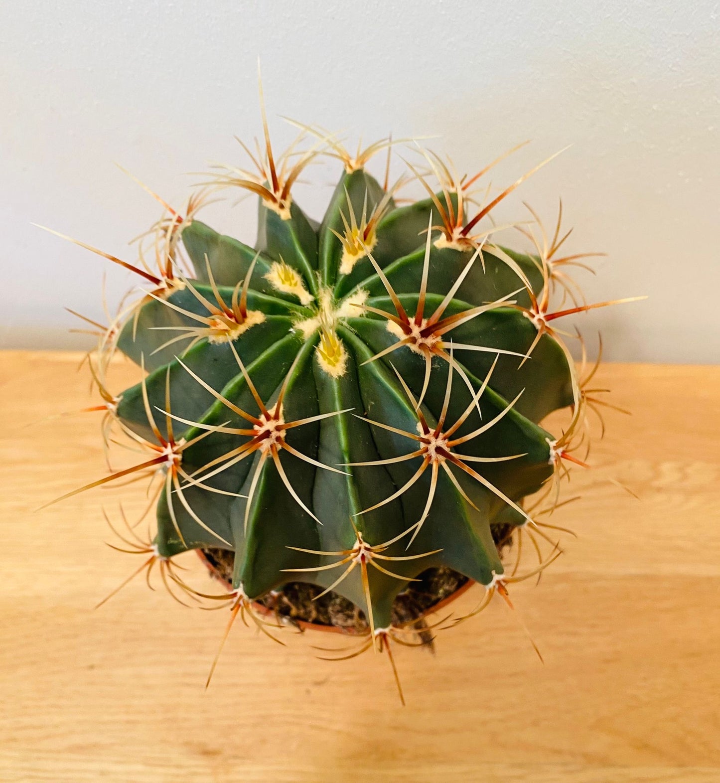 Ferocactus Electracanthus