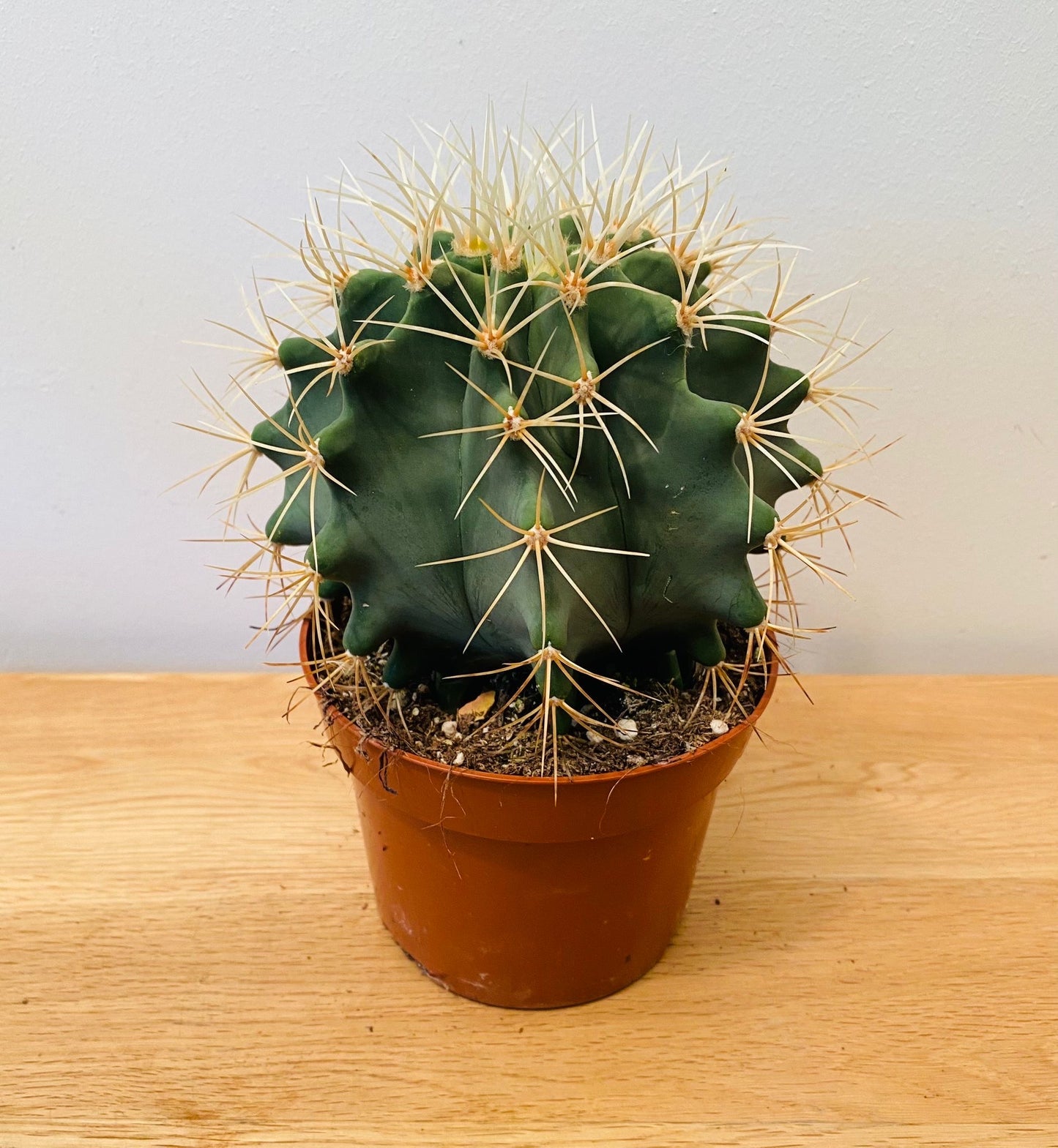 Ferocactus Glaucescens