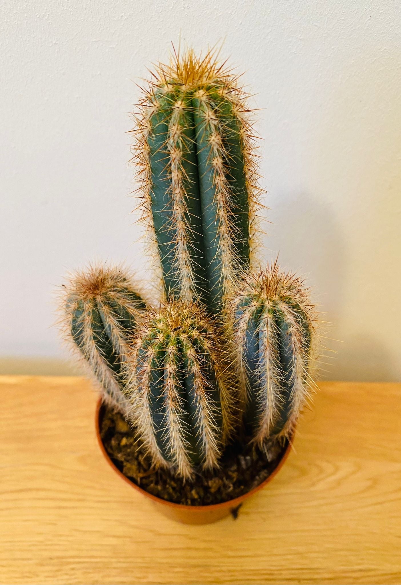Pilocereus Odilensis