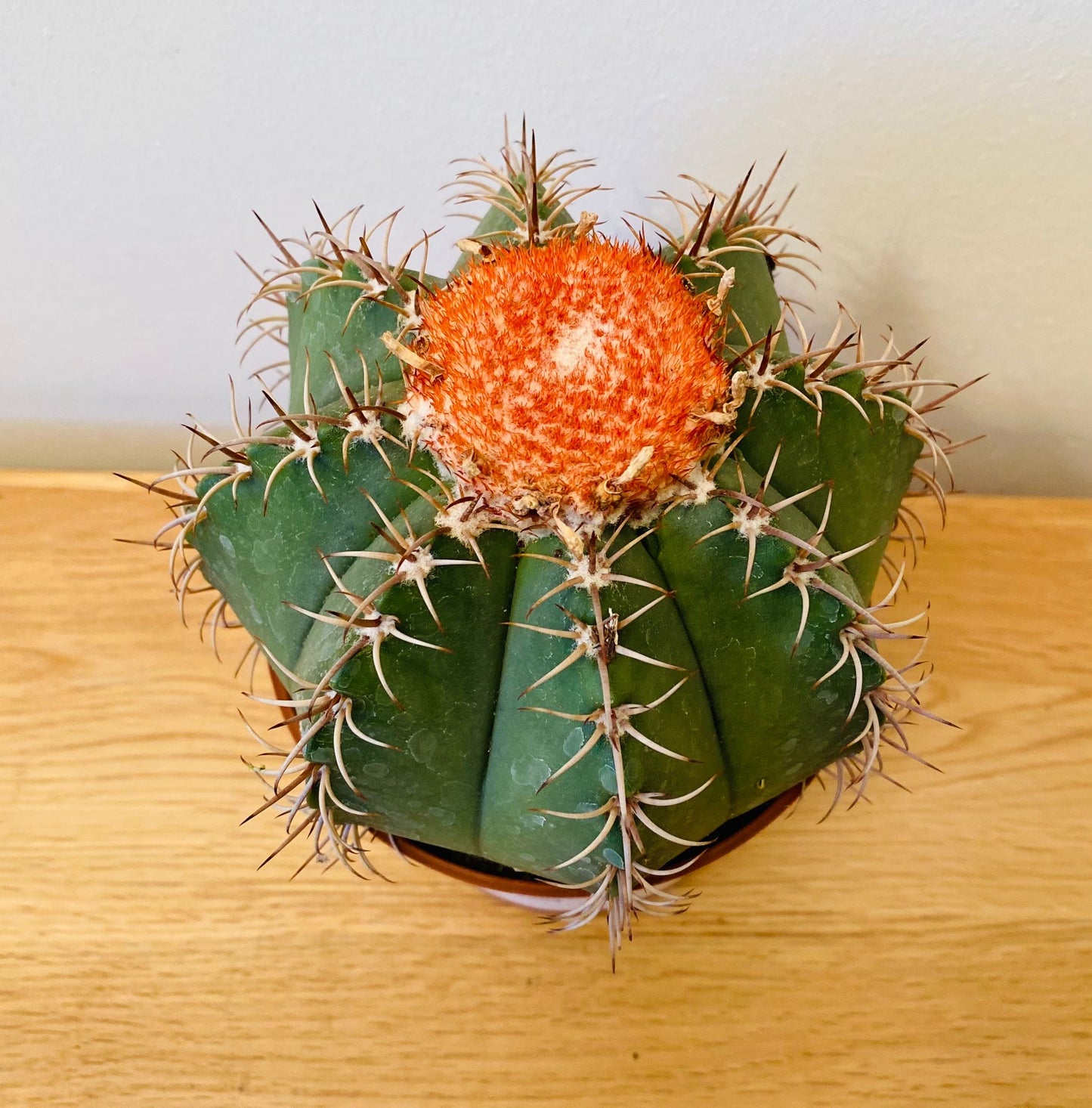 Melocactus Matazanus