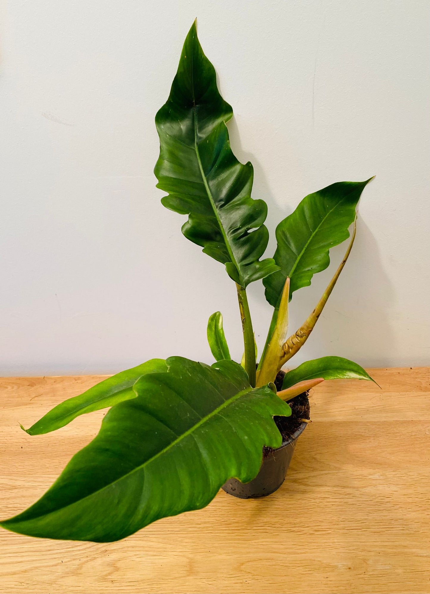 Philodendron Narrow Escape
