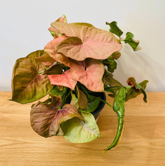 Syngonium Podophyllum Neon Robusta Cassandra's Plants