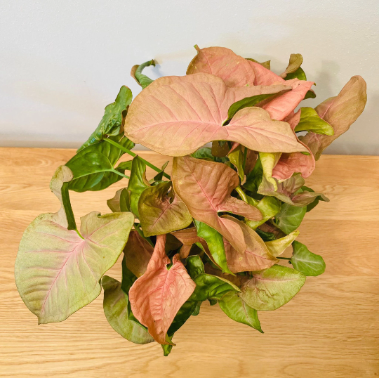 Syngonium Podophyllum Neon Robusta Cassandra's Plants