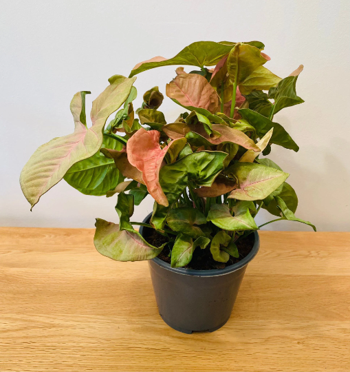 Syngonium Podophyllum Neon Robusta Cassandra's Plants