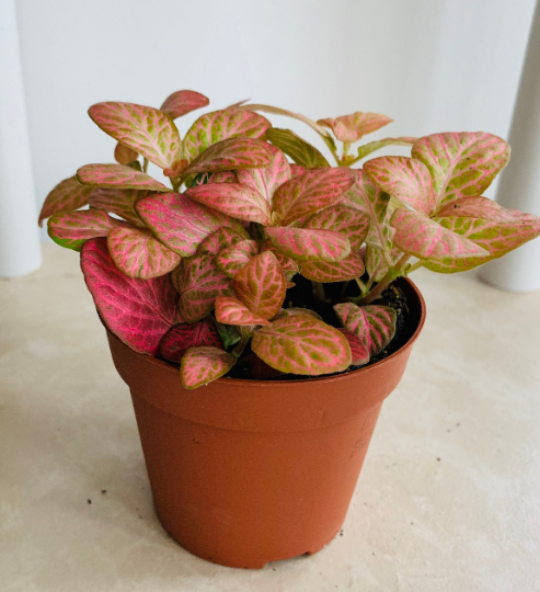 Fittonia Mosaic Pink Special in 7cm pot Cassandra's Plants