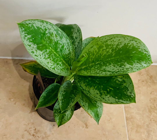 Aglaonema Silver Frost Chinese Evergreen 12cm Pot Cassandra's Plants