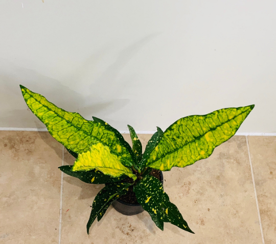 Codiaeum Variegatum ‘Gold Dust’ Croton 7cm Pot Cassandra's Plants
