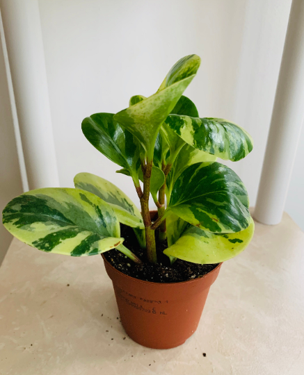 Peperomia Obtusifolia Variegata Cassandra's Plants