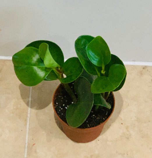 Peperomia Obtusifolia Cassandra's Plants
