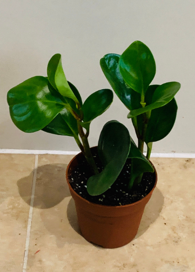Peperomia Obtusifolia Cassandra's Plants