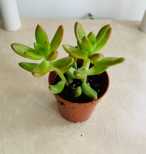 Sedum Nussbaumerianum / Adolphi Cassandra's Plants