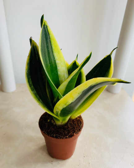 Sansevieria Trifasciata Golden Hahnii Cassandra's Plants