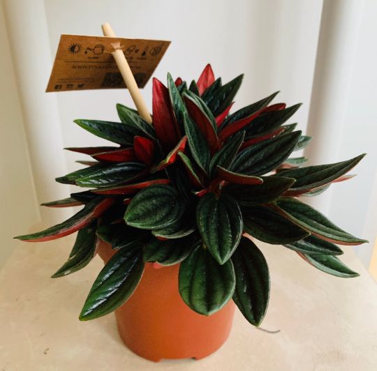 Peperomia Caperata 'Rosso' Cassandra's Plants