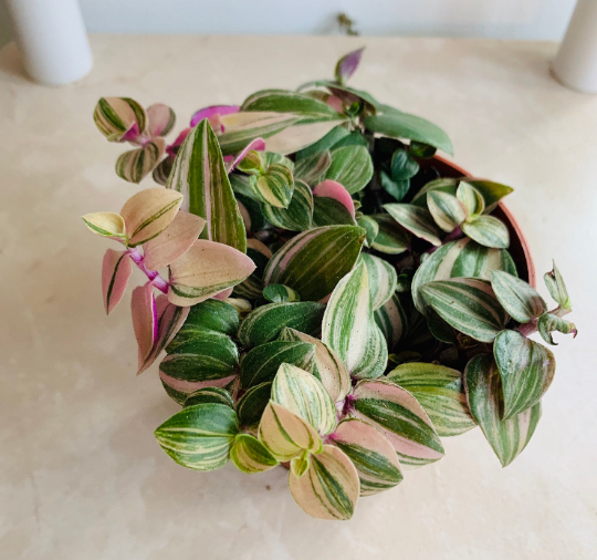 Tradescantia Mundula in 5.5cm Pot Cassandra's Plants