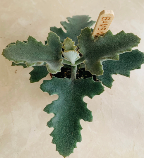 Kalanchoe Beharensis 'Felt Bush Plant' Cassandra's Plants