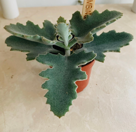 Kalanchoe Beharensis 'Felt Bush Plant' Cassandra's Plants
