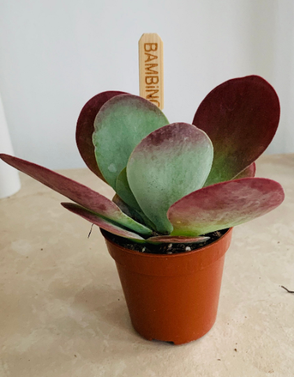 Kalanchoe Thyrsiflora 'Paddle Plant' Cassandra's Plants