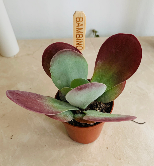 Kalanchoe Thyrsiflora 'Paddle Plant' Cassandra's Plants