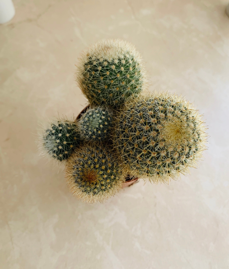 Cleistocactus Icosagonus 5.5cm Pot Cassandra's Plants