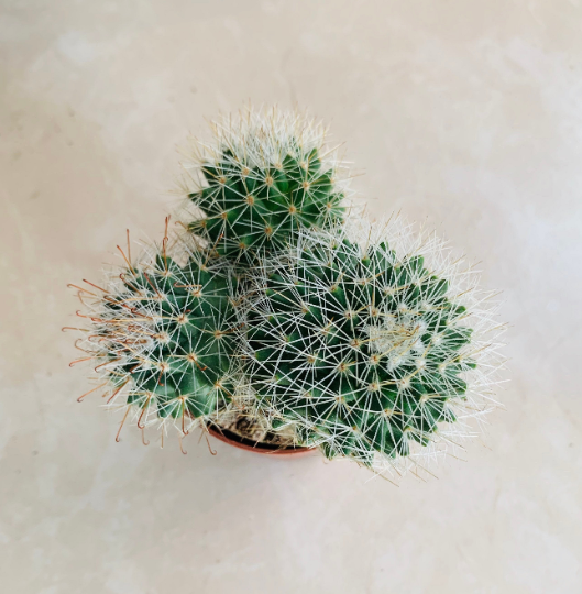 Mammillaria Moelleriana Cassandra's Plants