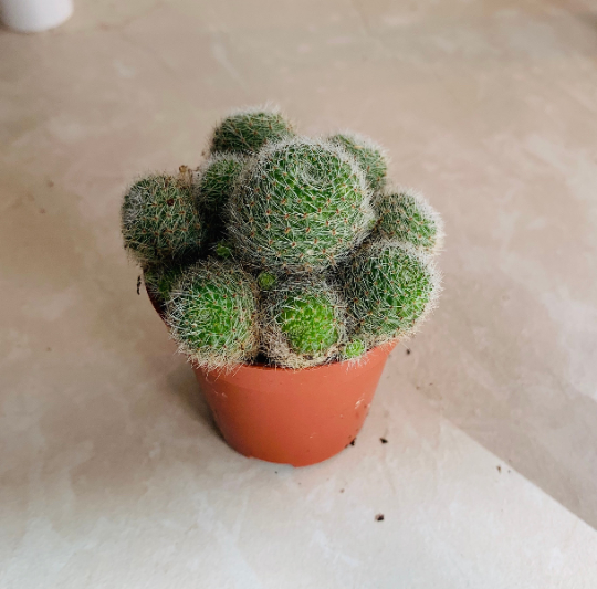 Rebutia Heliosa var. Cajasensis Cassandra's Plants