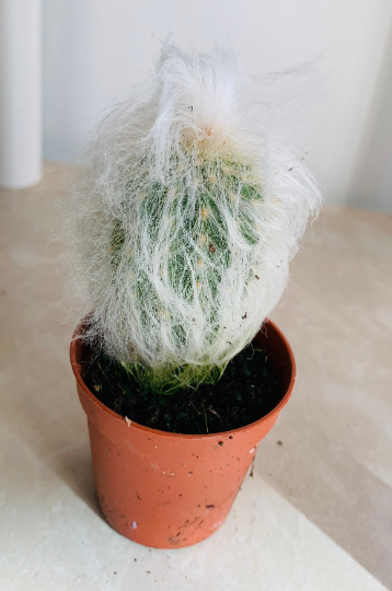 Espostoa Lanata subs. Lanianuligera "Old Man Cactus"Cassandra's Plants