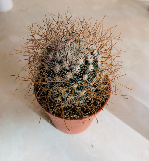 Mammillaria Rekoi ssp. Leptacantha Cassandra's Plants