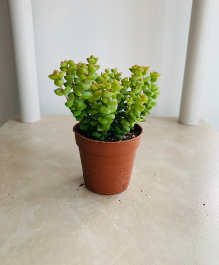 Crassula Rupestris Baby's Necklace 5.5cm pot Cassandra's Plants