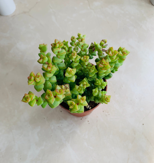 Crassula Rupestris Baby's Necklace 5.5cm pot Cassandra's Plants