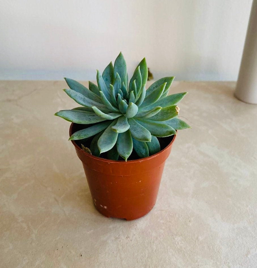 Sedeveria Fanfare Cassandra's Plants