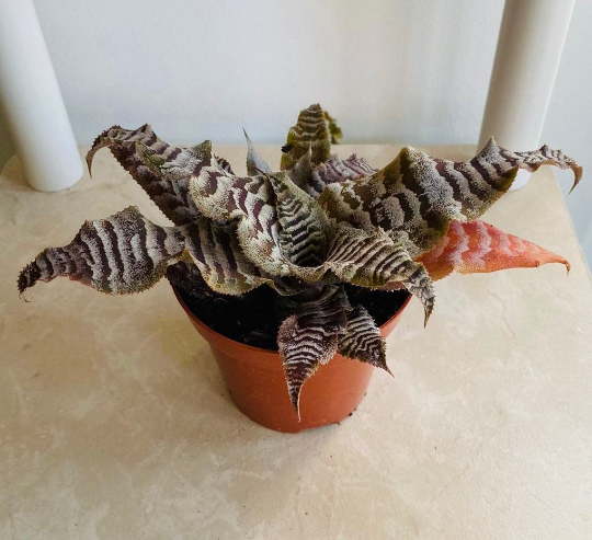 Cryptanthus Zonatus Zebrinus 7cm Pot Cassandra's Plants