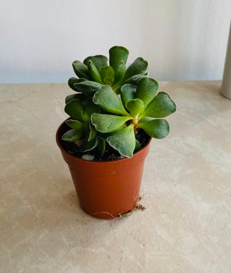 Adromischus Cristatus 5.5cm Pot Cassandra's Plants