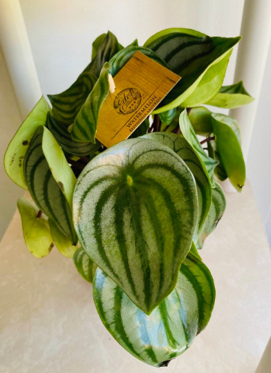 Peperomia Agryreia, Watermelon Peperomia Cassandra's Plants
