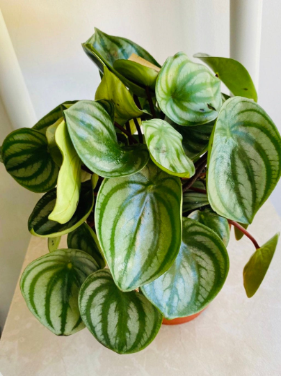 Peperomia Agryreia, Watermelon Peperomia Cassandra's Plants