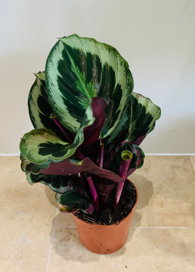 Calathea Marion 12cm Pot Cassandra's Plants