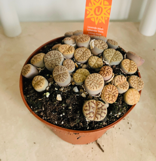 Lithops Bromfieldii Mix 8cm pot Cassandra's Plants