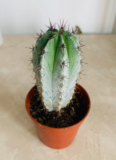 Polaskia Chichipe Cassandra's Plants