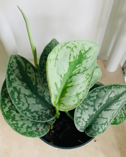 Scindapsus Pictus Exotica Cassandra's Plants